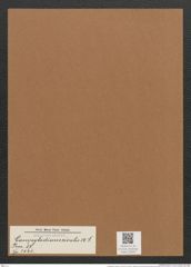 Campylodiscus rivalis A.S. (de-Toni-Nr.: Genus 57, Species 2441) Zeichnungen Sammlung Grunow Mappe 02620 (Herbarium_W_Grunow_drawings_Folder_02620)